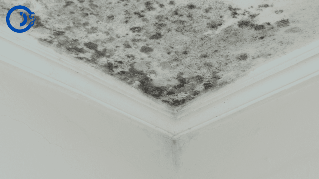 Does Home Insurance Cover Mold